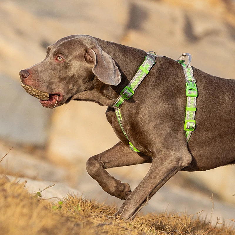 Truelove TLH6172 No Pull Tactical Dog Harness - Green