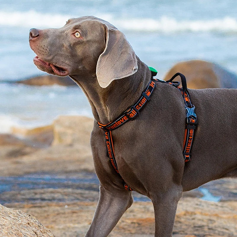 Truelove TLH6172 No Pull Tactical Dog Harness - Blue