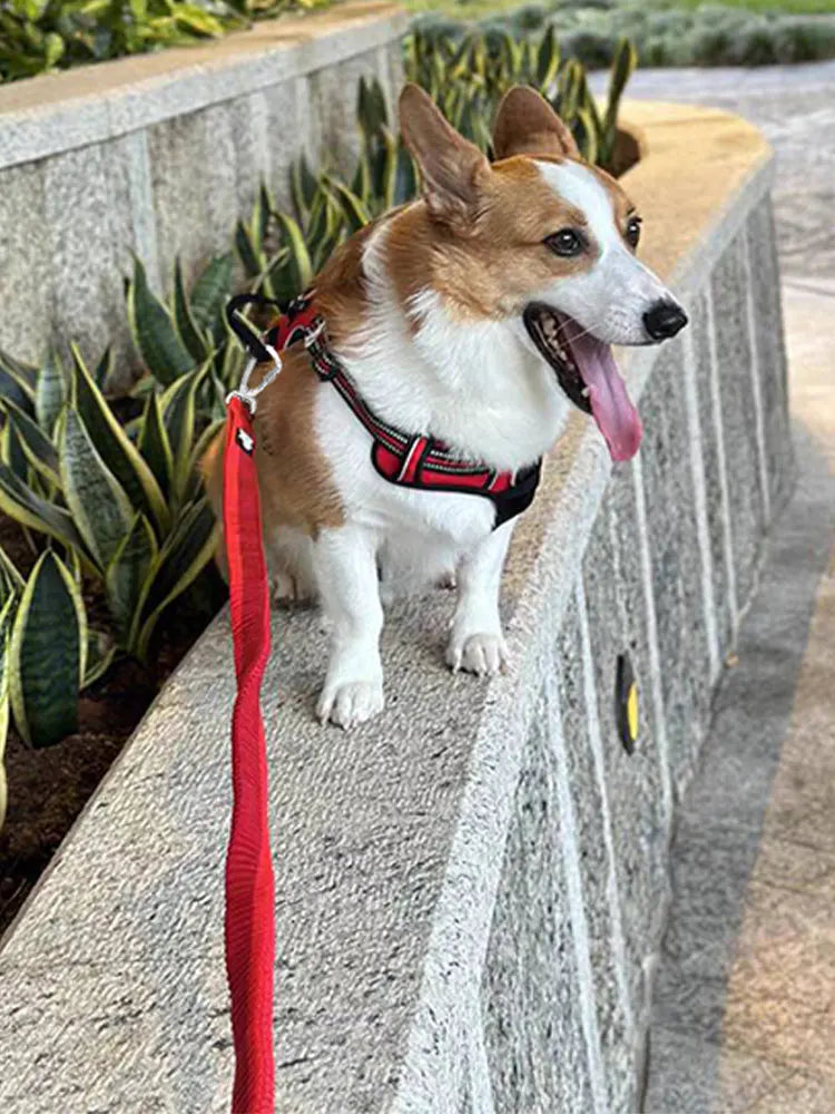Truelove Running Bungee Dog Leash - Red